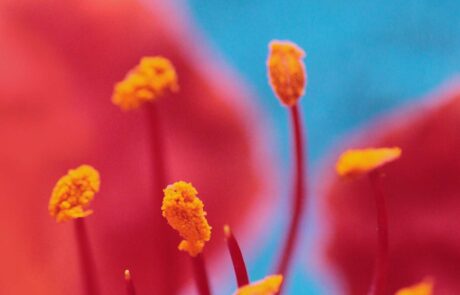 pistils-ecologie-fleurs